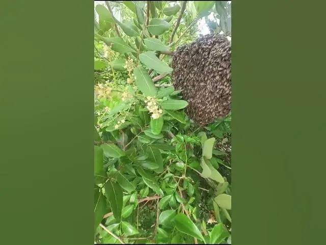 Video thumbnail for Gain Bee #bee #catchbee #beeinforest