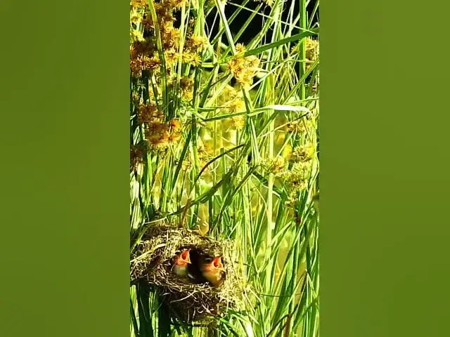 Video thumbnail for កូនចាបឃ្លានខ្លាំង#short#birds #birdnest