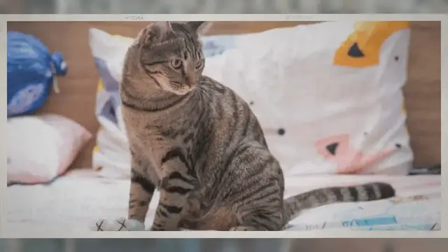 Video thumbnail for Warum hat meine Katze auf mein Bett gekackt? Ein Tierarzt erklärt – Pet Yolo