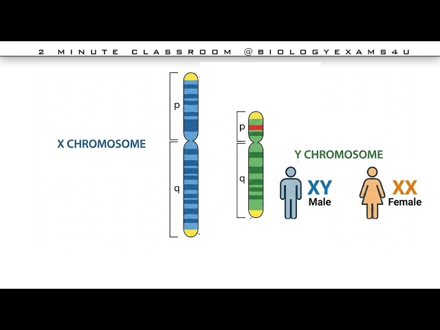 Video thumbnail for Difference between X and Y chromosome