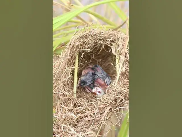 Video thumbnail for Babies Grown Bird Sparrow EP#051 #birds #avian #babyanimal #wildbirdlife #babybird #avianlife  #bird