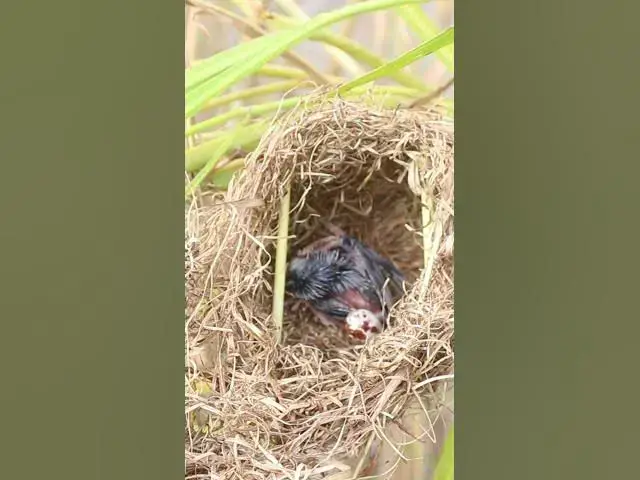 Video thumbnail for Babies Grown Bird Sparrow EP#053 #birds #avian #babyanimal #wildbirdlife #babybird #avianlife  #bird