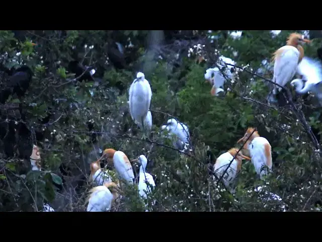 'Video thumbnail for សត្វស្លាប នៅពេលល្ងាច | The everning all bird come back nest'