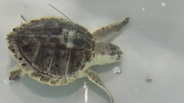 Video thumbnail for Westhampton non-profit helps cold stunned sea turtles from around East Coast