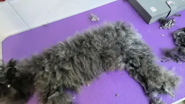 Video thumbnail for China: Chinese pet owner mistakes pile of shaved fur for dog after grooming session.