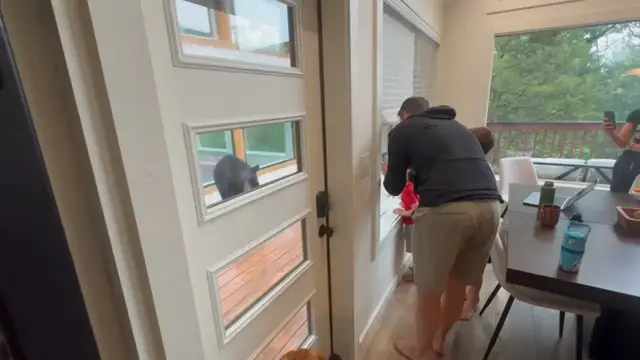 Video thumbnail for Bear encounters humans in Sevierville, Tennessee, sparking curiosity