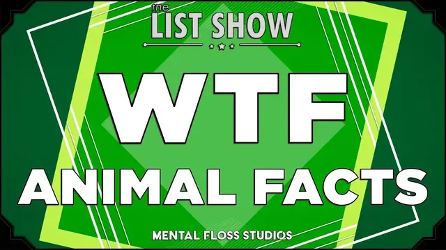 Video thumbnail for 28 WTF Facts About Animals | Mental Floss