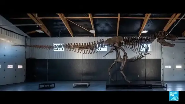 Video thumbnail for T. rex skeleton fetches record $50.1 mn at US auction