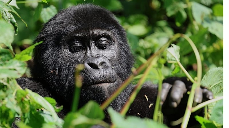 Video thumbnail for Scientists turn to eDNA to protect Rwanda’s mountain Gorillas