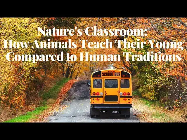 Video thumbnail for Nature's Classroom: How Animals Teach Their Young Compared to Human Traditions