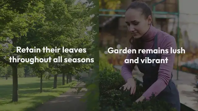 Video thumbnail for Evergreen Shrubs