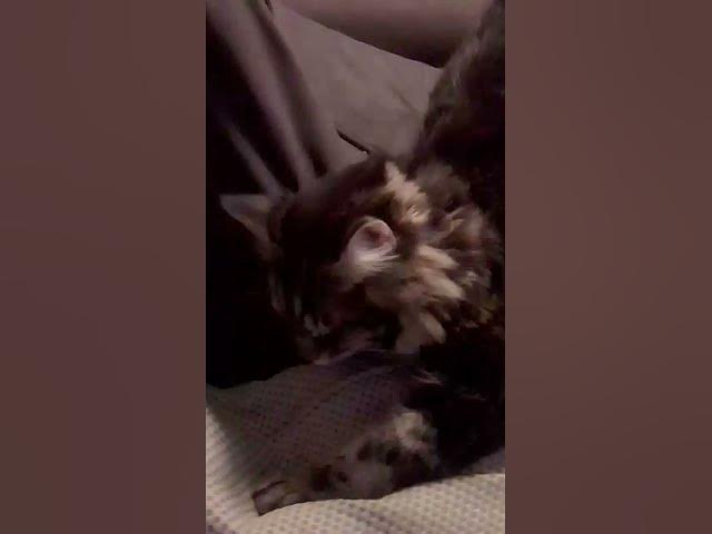 Video thumbnail for January 31, 2026