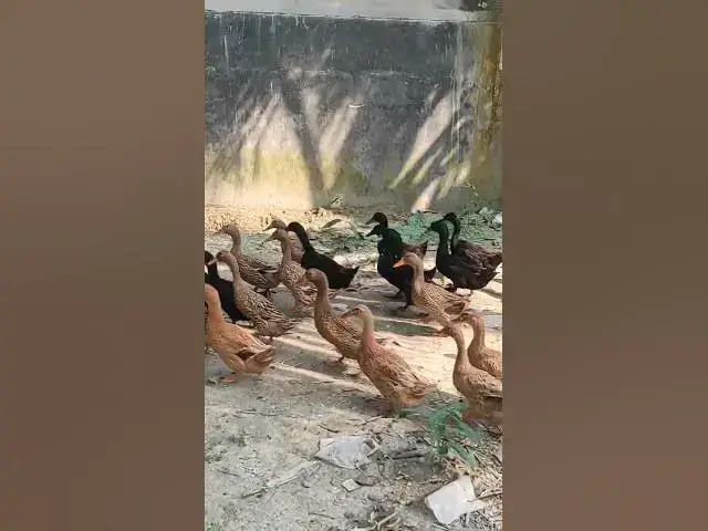 Video thumbnail for হাঁস ডাকে প্যাক প্যাক