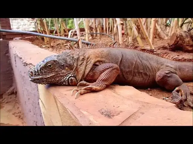 Video thumbnail for Massive IGUANA