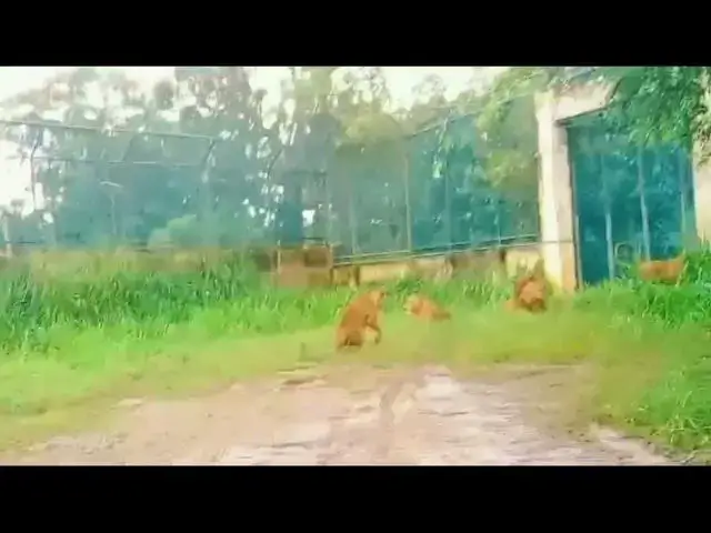 Video thumbnail for @# African lions zone @# sri lankan safari..@#The world of lions....@#
