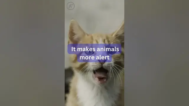 Video thumbnail for Fun Facts About Yawning You Didn’t Know #facts #funfacts #yawning #youtubeshorts #shorts #worldwide