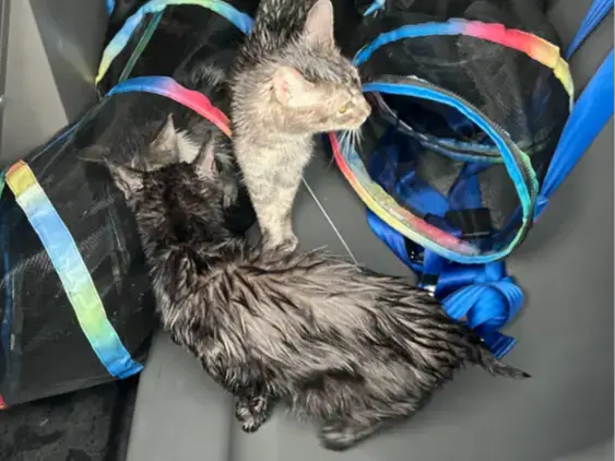 Video thumbnail for Friendly cats recovering at shelter after being abandoned in mesh tunnel in Asbury Park