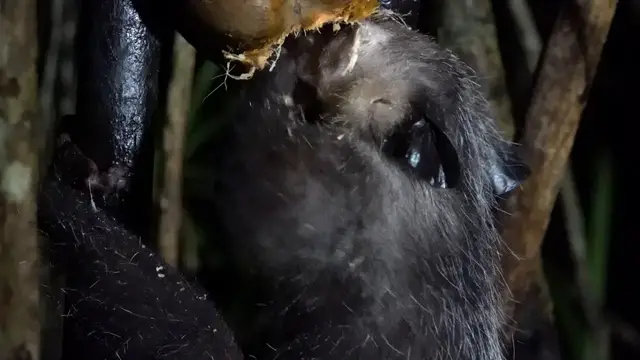 Video thumbnail for Aye-Aye Lemur and Its Coconut