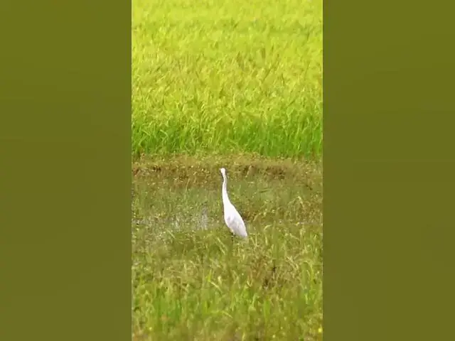 'Video thumbnail for White Bird Catch Snail WB 01 #bird #birds #shortbird #viralbirds'