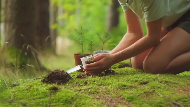 Video thumbnail for Watering Junipers: Do's and Don'ts