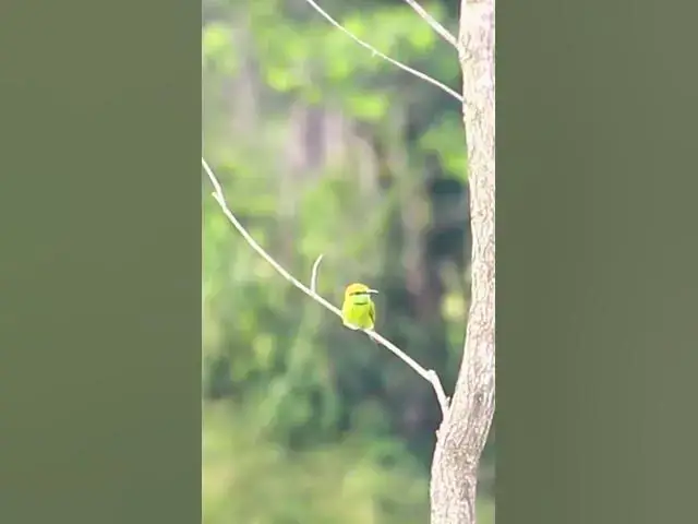 'Video thumbnail for The best bird at field 2 #dovebird #smallbird #birds #bird #shortdove #nestdove #babiesdove'