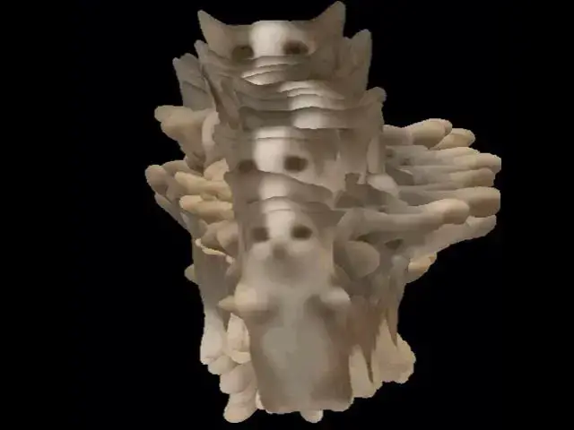 Video thumbnail for funi cat video