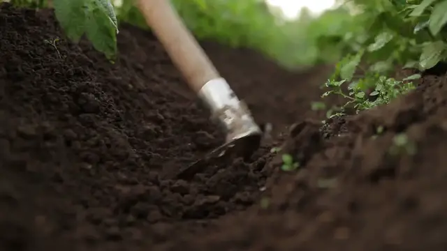 Video thumbnail for How to Fertilize Shrubs