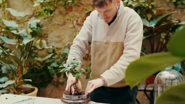 Video thumbnail for Repotting Jade Plants