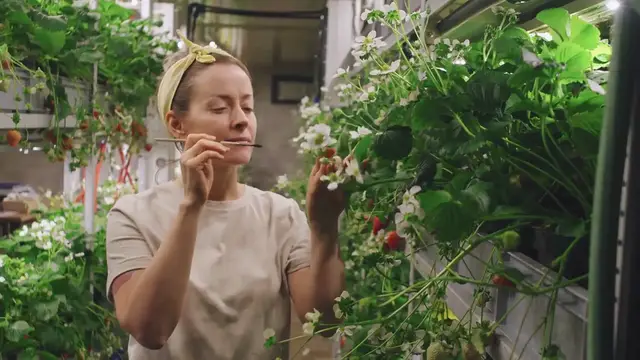 Video thumbnail for Caring For Geraniums