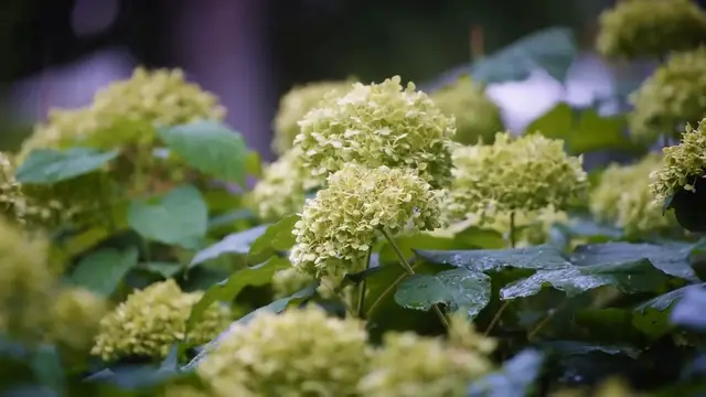Video thumbnail for Growing Hydrangea in Containers