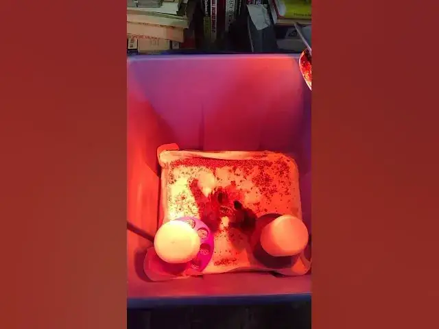 Video thumbnail for Silkie Chicks and Grains #Shorts