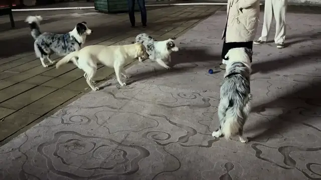 Video thumbnail for Dogs React to Squeaky Ball in Anhui