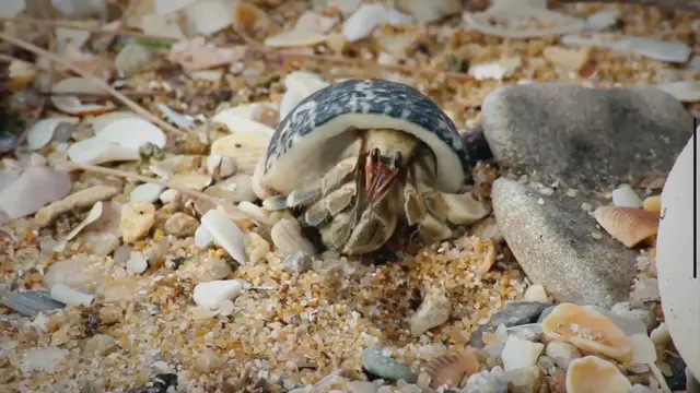 Video thumbnail for Feeding Your Pet Sand Crabs: A Quick Guide