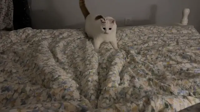 Video thumbnail for Cat Surprised by Owner's Hidden Feet Jumps Off Bed