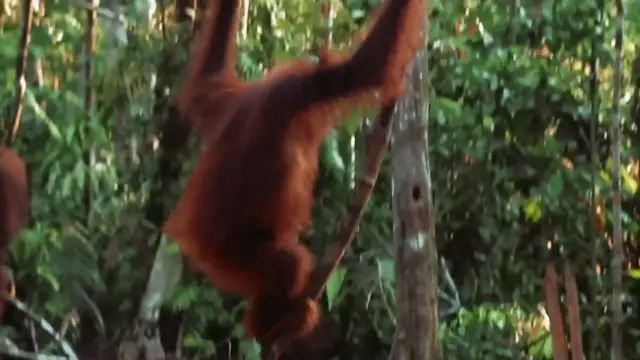 'Video thumbnail for Indonesia Travel Guide 2025 4K'