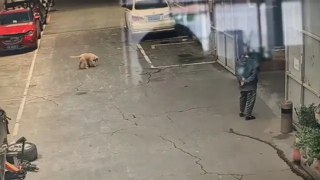 Video thumbnail for Puppy Crashes into Gate While Carrying Container