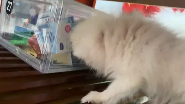 Video thumbnail for Puppies Team Up to Snag Toy Under Table