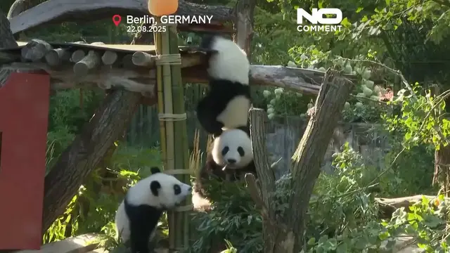 'Video thumbnail for Berlin Zoo panda twins Leni and Lotti celebrate first birthday'