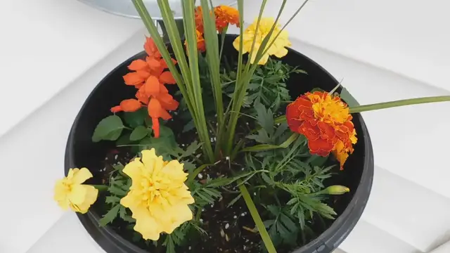 Video thumbnail for Container Gardening: How to Grow Marigolds in Pots
