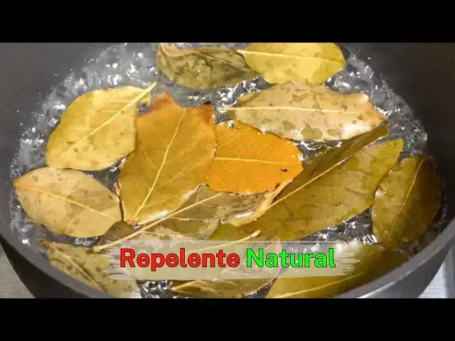 Video thumbnail for Dile adiós a moscas, mosquitos y cucarachas hirviendo estas hojas