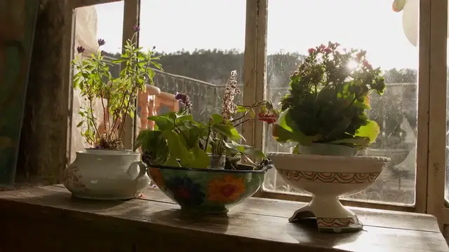 Video thumbnail for Title: ZZ Plant Fertilizer Guide