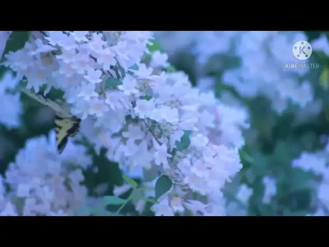 Video thumbnail for Butterfly drinking nectar