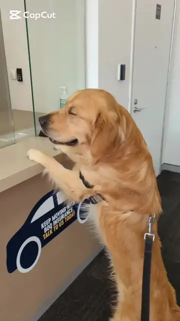 Video thumbnail for Golden Retriever Banking with a Dog Teller