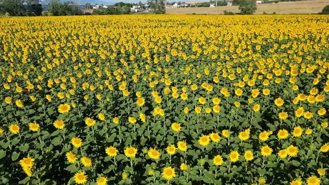 Video thumbnail for Türkiye: Sunflower fields paint Türkiye's Tekirdag yellow as summer arrives.