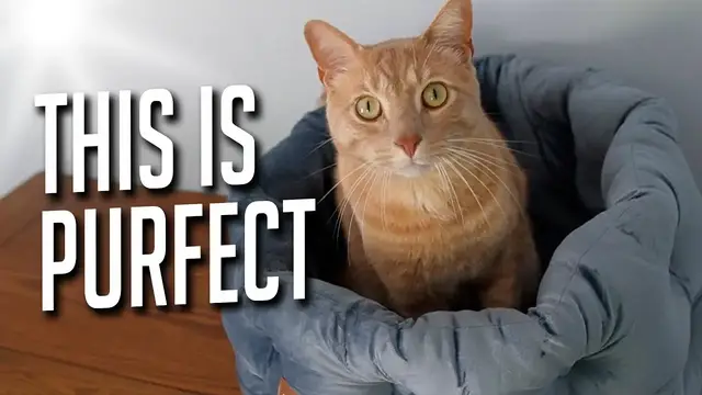 Video thumbnail for Does Tiger Like This Clevahome Cat Bed?