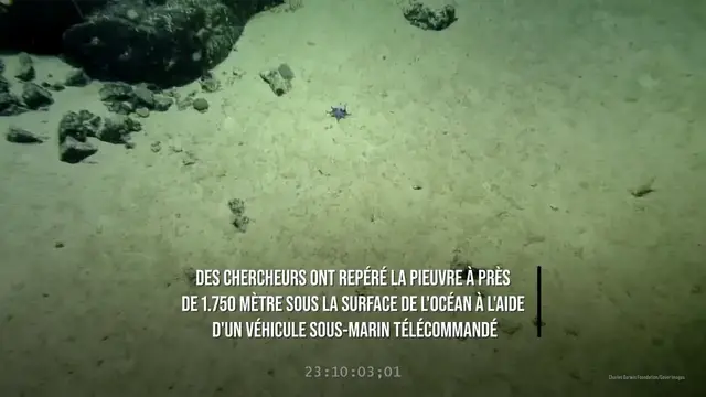 Video thumbnail for Une minuscule pieuvre bleue découverte dans l'archipel des îles Galápagos.