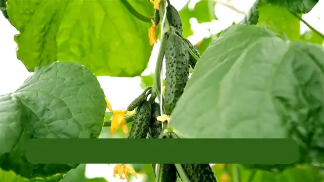 'Video thumbnail for Growing Cucumbers in Pots'