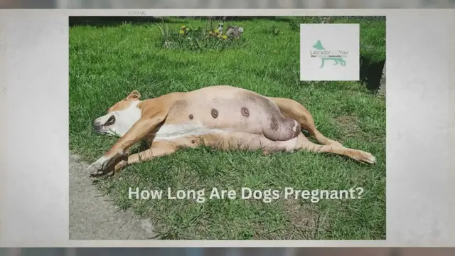 Video thumbnail for How Long Are Dogs Pregnant? Week By Week Update