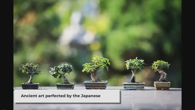 Video thumbnail for The Art of Bonsai: Crafting Miniature Masterpieces