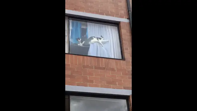 Video thumbnail for Cat Relaxing on Window Curtains in Bogota